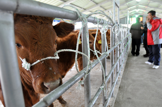 15일 오전 서귀포시 남원읍 수망리 소재 서귀포축협 가축시장이 2012년 처음으로 개장했다.