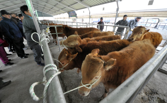 새 주인을 찾는 송아지들이 가축시장 우리에 들어서고 있다.