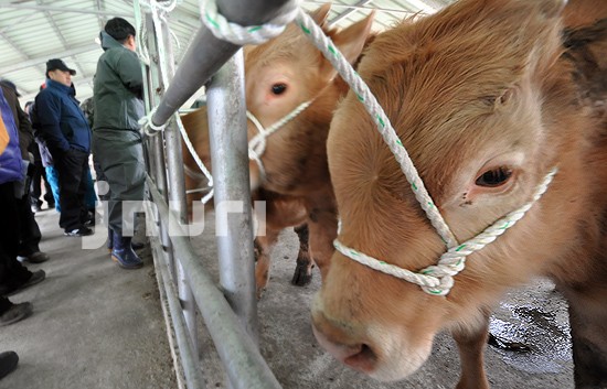 새 주인을 기다리는 송아지들