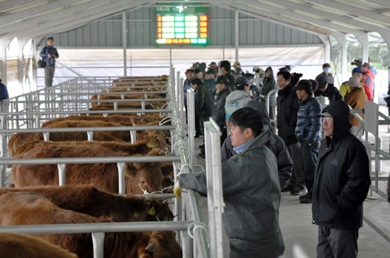 농민들이 경매에 나온 송아지들을 살피고 있다.