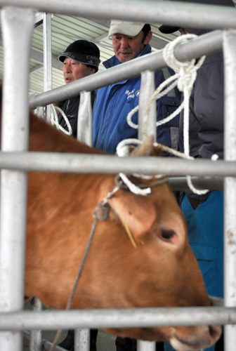 한 농민이 소의 상태를 유심히 살피고 있다.