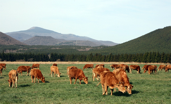 제주시 조천읍 교래리에 위치한 제동목장