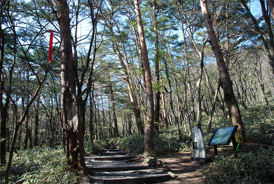 한라산 영실 소나무숲 / 사진출처=//photo131.tistory.com/