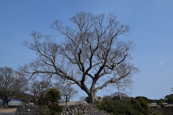 천연기념물 제161호 성읍리 느티나무