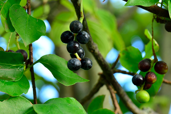 한라산에 열린 '흑오미자'