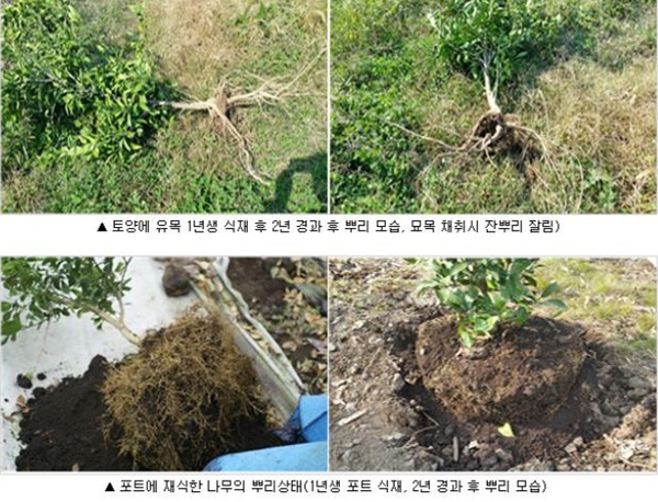토양과 포트에 심은 나무의 잔뿌리 모습.<농촌진흥청 제공>