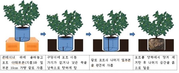 포트 재배한 어린 나무 옮겨 심는 방법.<농촌진흥청 제공>