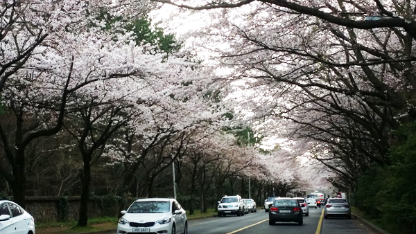 제주지역 벚꽃은 오는 27~28일 만개할 것으로 예상되고 있다.