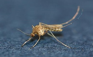 일본뇌염 매개체인 '작은빨간집모기'.