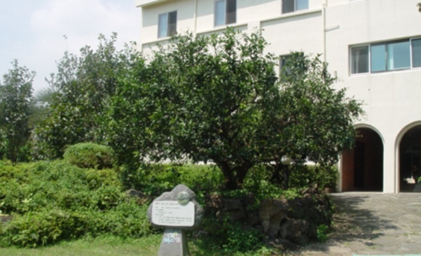 타케 신부가 일본에서 들여온 온주감귤. 서귀포시 복자수도원에 심어져 있다.