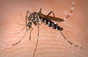 지카바이러스 매개체인 '흰줄숲모기'.